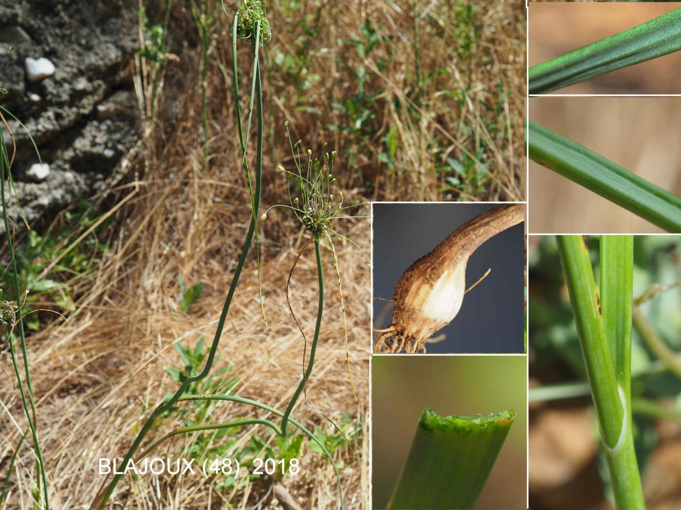 Garlic, Field leaf